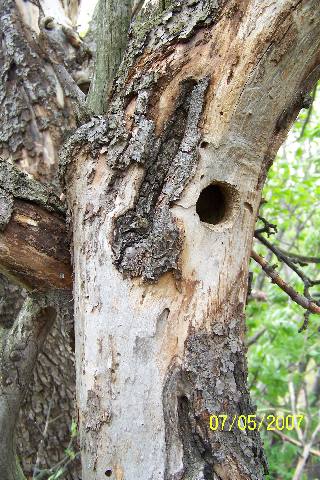 Alter Holzapfelbaum